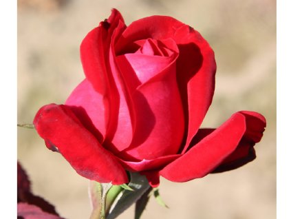 Rosa karmínově červená - velkokvětá  Růže velkokvětá Dame de Coeur