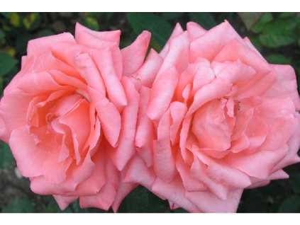 Rosa Queen of England - velkokvětá  Růže velkokvětá Queen of England