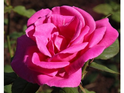 Rosa purpurová - velkokvětá  Růže velkokvětá Belange