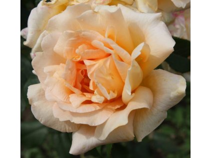 Rosa žluto-růžová - velkokvětá  Růže velkokvětá Casanova