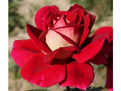Rosa fialově-červená - velkokvětá  Růže velkokvětá Kronenbourg