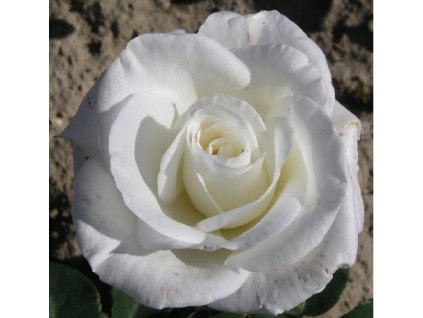 Rosa bílá - velkokvětá  Růže velkokvětá Virgo