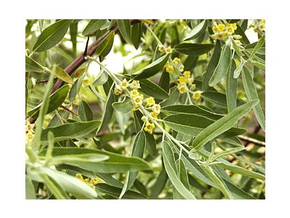 Elaeagnus angustifolia  Hlošina úzkolistá