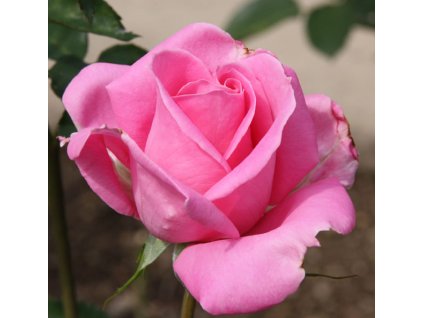 Rosa cyklamenově - růžová - polyantka (sadová, mnohokvětá)  Růže mnohokvětá Tom Tom (sadová)