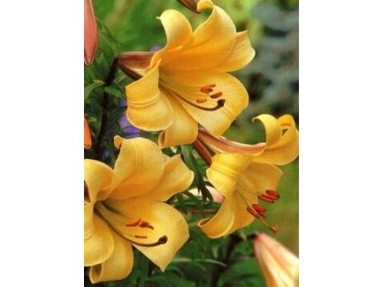 Lilium Golden Splendor (2 ks)  Lilie Golden Splendor