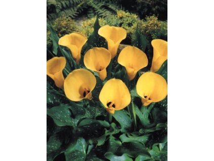 Zantedeschia (kala) Black Magic  Kala Black Magic