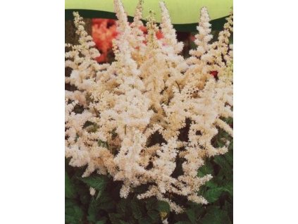 Astilbe x arendsii bílá  Čechrava bílá