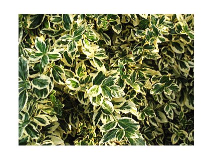 Euonymus fortunei 'Sheridan Gold'  Brslen žlutopestrý 'Sheridan Gold'