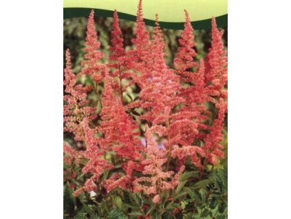 Astilbe x arendsii růžová  Čechrava růžová