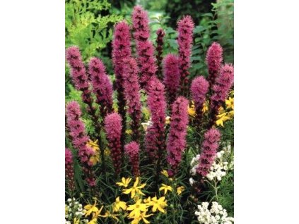 Liatris spicata Kobold (10 ks)  Šuškarda klasnatá (shorakvět) Kobold