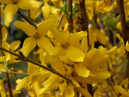 Forsythia intermedia  Minigold)  Zlatice prostřední Minigold)