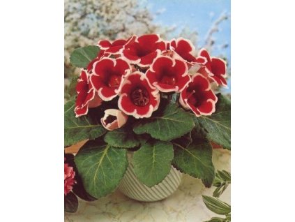 Gloxinia Kaiser Fridrich (2 ks)  Gloxinie Kaiser Fridrich