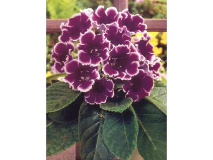 Gloxinia Kaiser Wilhelm (2 ks)  Gloxinie Kaiser Wilhelm