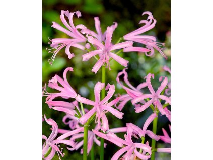 x 25 nerine bowdenii 12 14