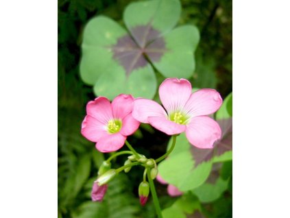 x 100 oxalis deppei iron cross 4 5