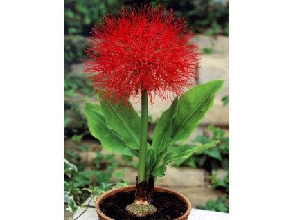 Scadoxus multiflorus  Krvokvět