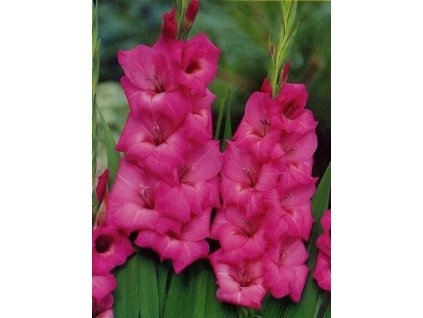 Gladiolus Fidelio (10 ks)  Mečík Fidelio