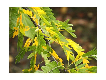 Gleditsia triacanthos ´Sunburst´  Dřezovec trojtrnný ´Sunburst´