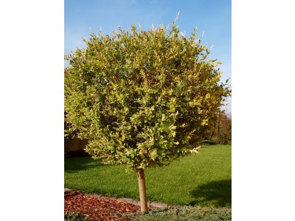 Salix integra ´Hakuro Nishiki´ - NA KMÍNKU 100 cm  Vrba japonská ´Hakuro Nishiki´ NA KMÍNKU 100 cm  (roubovaný kultivar)