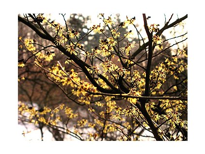 Hamamelis mollis  Vilín měkký