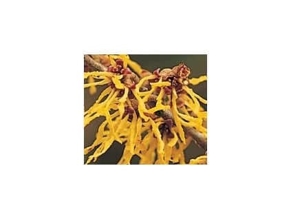 Hamamelis intermedia ´Arnold Promise´  Vilín prostřední ´Arnold Promise´