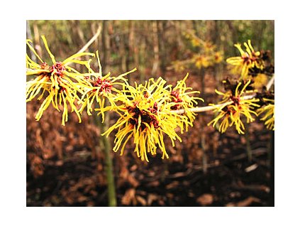 Hamamelis intermedia ´Barmstedt Gold´  Vilín prostřední ´Barmstedt Gold´