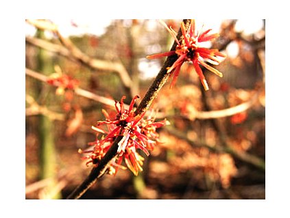 Hamamelis intermedia ´Ruby Glow´  Vilín prostřední ´Ruby Glow´