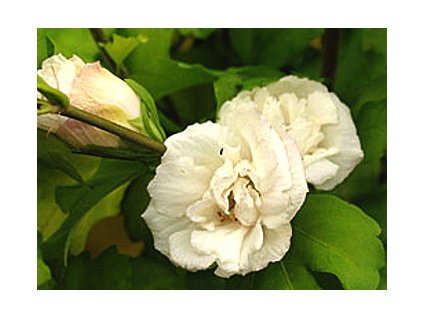 Hibiscus syriacus ´Admiral Dewey´  Ibišek syrský ´Admiral Dewey´