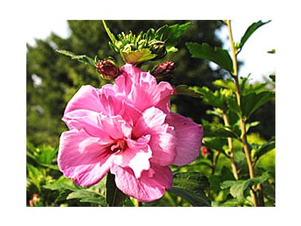 Hibiscus syriacus ´Ardens´  Ibišek syrský ´Ardens´