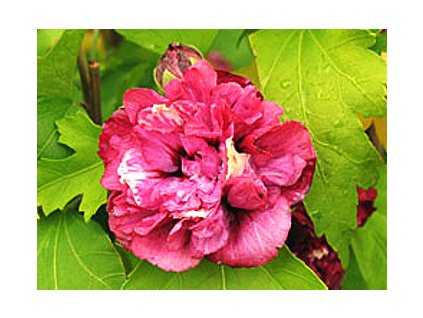 Hibiscus syriacus ´Duc de Brabant´  Ibišek syrský ´Duc de Brabant´