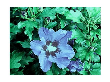 Hibiscus syriacus 'Blue Bird'  Ibišek syrský 'Blue Bird'