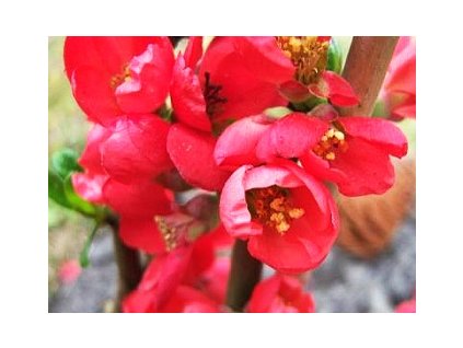 Chaenomeles speciosa 'Rubra'  Kdoulovec lahvicovitý 'Rubra'