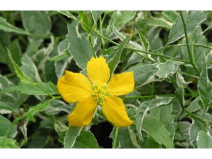 Kerria japonica 'Picta'  Zákula japonská 'Picta'