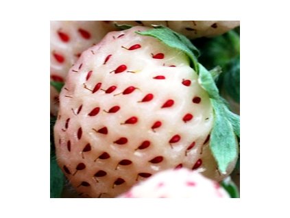 Jahodník PINEBERRY - jahody s chutí ananasu!!!  Fragaria Pineberry "Ananasové jahody"