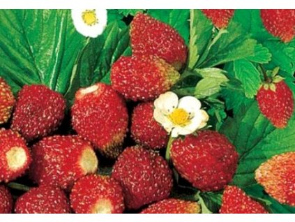 Jahodník RUJANA - lesní měsíční jahody  Fragaria RUJANA - aromatické lesní měsíční jahody