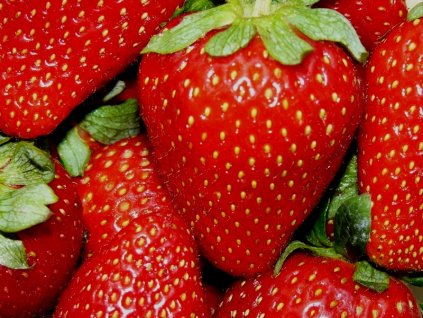 Jahodník Rumba - 1 sazenice, zakořenělá  Fragaria Rumba