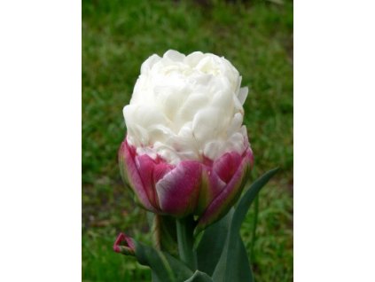 Tulipa Ice Cream- pivoňkovitý (3 ks)  Tulipán pivoňkovitý Ice Cream