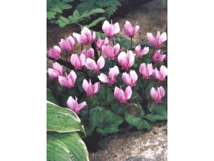 Cyclamen hederifolium - podzimní květ (2 ks)  Brambořík hederifolium