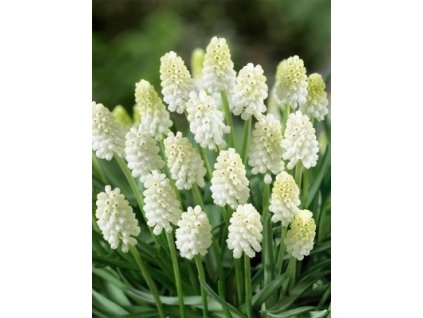 Muscari White Magic (10 ks)  Modřenec White Magic