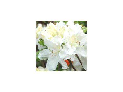 Azalea knaphill Oxydol - velkokvětá 30 - 40 cm  Velkokvětá azalka Goldtopas