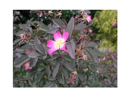 Rosa glauca  Růže sivá