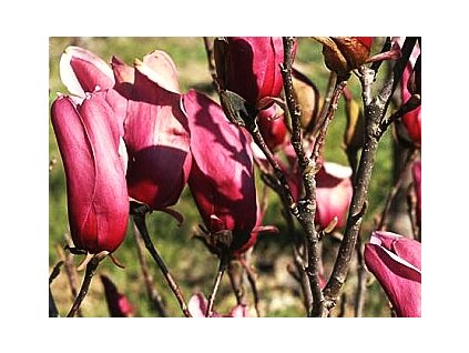 Magnolia liliflora Nigra  Šácholán liliokvětý Nigra