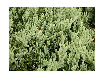 Juniperus horizontalis ´Blue Chip´  Jalovec polehlý ´Blue chip´