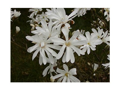 Magnolia stellata Royal Star  Šácholán hvězdokvětý Royal Star