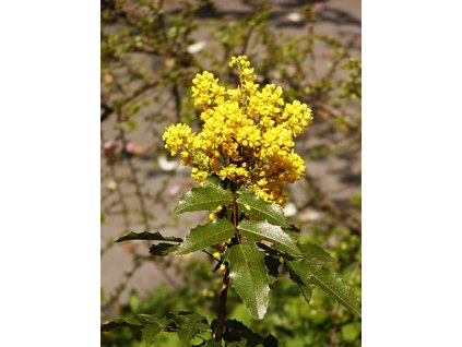 Mahonia aquifolium  Mahónie cesmínolistá