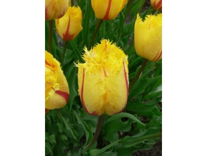 Tulipa crispa Flamenco (7 ks)  Tulipán třepenitý Flamenco