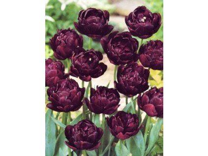 Tulipa Black Hero - pivoňkovitý (8 ks)  Tulipán pivoňkovitý Black Hero