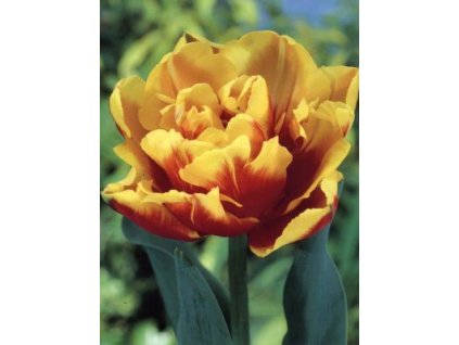 Tulipa Double Focus- pivoňkovitý (7 ks)  Tulipán pivoňkovitý Double Focus