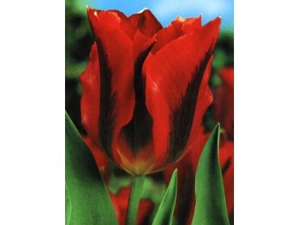 Tulipa viridiflora Hollywood (7 ks)  Tulipán viridiflora Hollywood