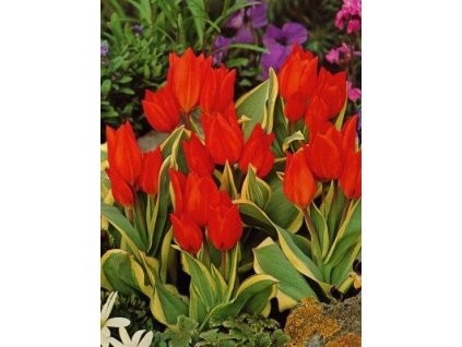 Tulipa preastans Unicum (5 ks)  Tulipán mnohokvětý Unicum